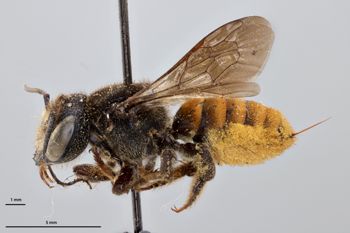 Media type: image;   Entomology 790019 Aspect: habitus lateral view